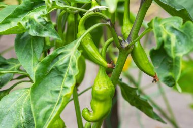 Yeşilbiber yetiştiren organik tarlalar, hasat etmeye hazır, yakın çekim manzaralı.