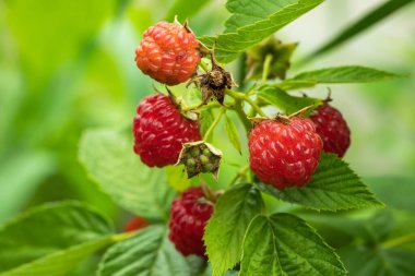 Bahçede olgun ahududu dalları,