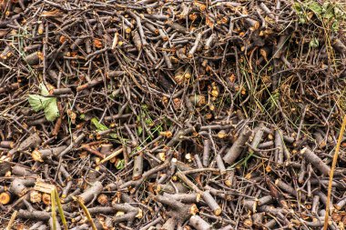 Odun parçaları geri dönüştürülmüş ağaç dalları yığının içinde yatıyor.,