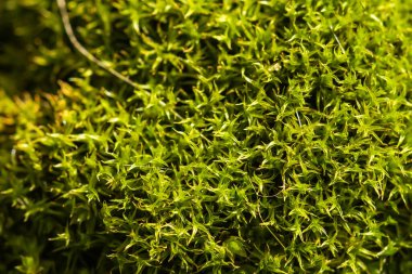 Yerde güzel yeşil yosunlar, yosunlara yakın çekim, makro. Duvar kağıdı için güzel yosun arkaplanı
