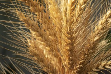 Wheat ears in a field close up on a blurred background,