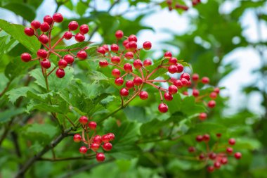 Bahçedeki kırmızı viburnum dalı. Viburnum viburnum opulus böğürtlen ve sonbaharda dışarı çıkar. Bir dal üzerinde kırmızı viburum meyveleri.