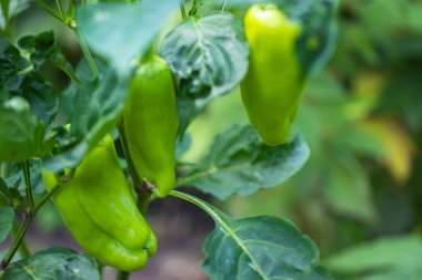 Yeşilbiber yetiştiren organik tarlalar, hasat etmeye hazır, yakın çekim manzaralı.