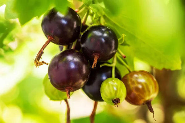 Josta Berries Hybrid Blackcurrant Gooseberry Branches Bush Early Morning — Stock Photo, Image