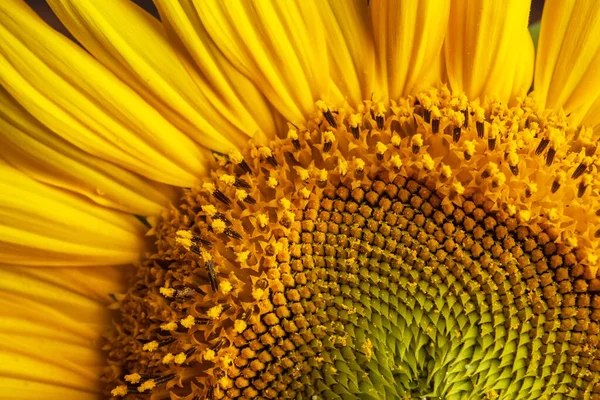 Zbliżenie Głowie Słonecznika Kwitnące Tekstury Stamens — Zdjęcie stockowe