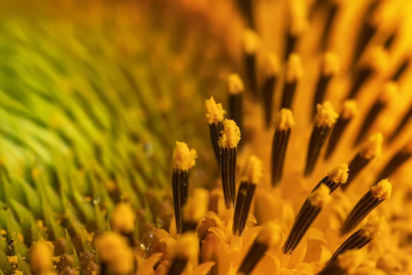 Tekstura Słonecznika Tło Tekstura Pyłku Słonecznika Makro Widok Abstrakcyjnej Natury — Zdjęcie stockowe