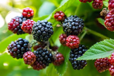 Böğürtlenler bahçede yetişir. Çalı üzerinde olgun ve olgunlaşmamış böğürtlenler. yiyecek,