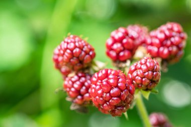 Olgunlaşmamış böğürtlenler seçici bir odak ile çalıların üzerinde. Bir demet dut..