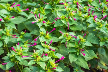 Mirabilis Jalapa, Peru 'nun mucizesi ya da saat dört çiçeği, Mirabilis bitkisinin en yaygın olarak yetişen süs bitkisidir ve çeşitli renklerde mevcuttur..