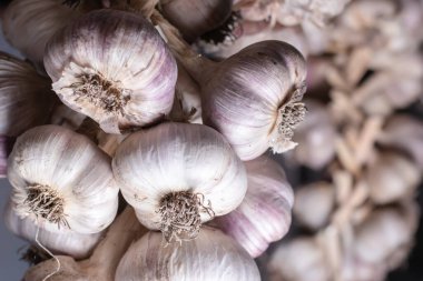 Kurutmak için sarımsak topladım.,