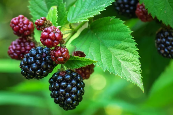 ripe and unripe blackberries on the bush with selective focus. Bunch of berries,