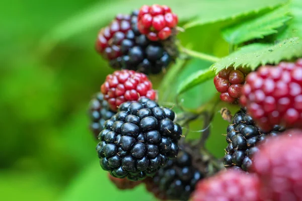 ripe and unripe blackberries on the bush with selective focus. Bunch of berries,