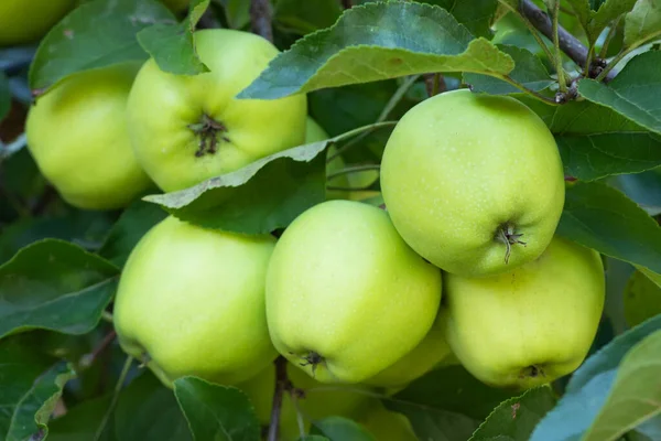 Almaág Zöld Almákkal Homályos Háttérrel Érlelés Közben — Stock Fotó