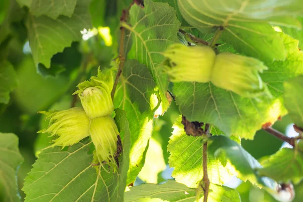 Junge Hasel Grüne Haselnüsse Wachsen Auf Einem Baum — Stockfoto