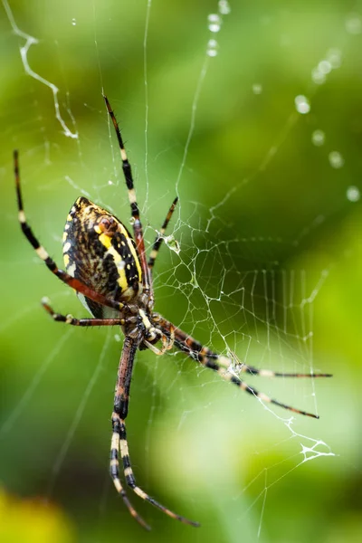 Spider Web Blurred Natural Green Background Selective Focus High Quality — Stock Photo, Image