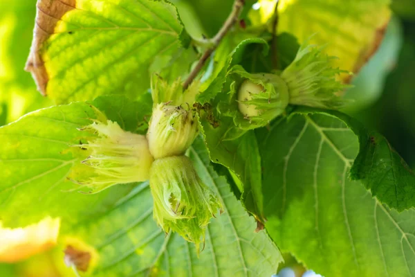 Bükülmüş bir fındık ağacının dallarından sarkan fındık kümesinin makro görüntüsü.