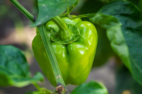 Green bell peppers in the garden release toxins.