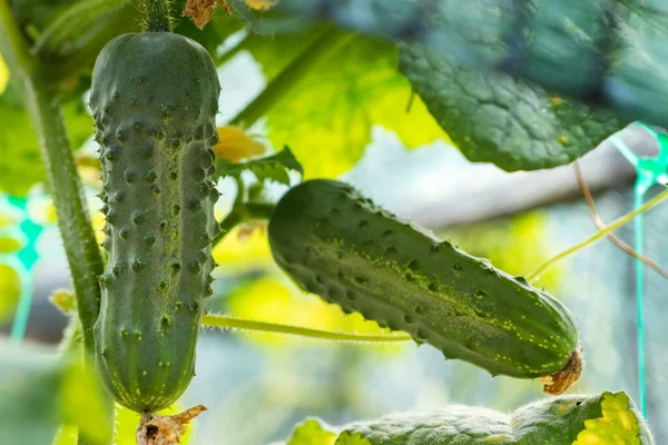 Green fresh cucumbers hang on a plant in the field. Growing vegetables in the garden.