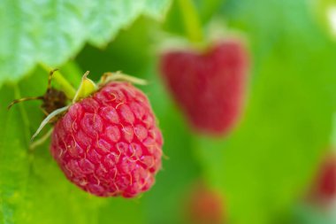 Fresh berries raspberries in a garden close up.