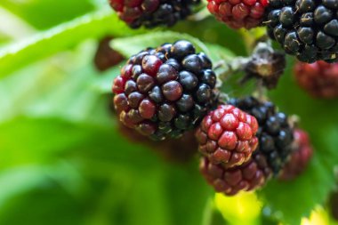 Fresh blackberries in the garden. A bunch of ripe blackberry fruits on a branch with green leaves. Beautiful natural background
