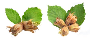 Beyaz arka planda yaprakları olan fındık fıstığı.