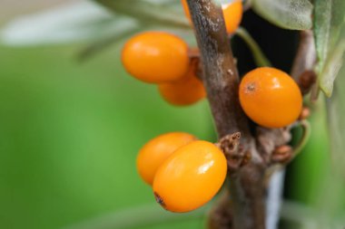Bahçedeki olgun deniz dikenli meyvelerin dalı,