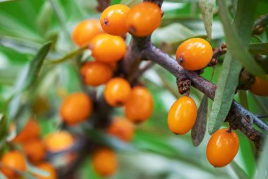 Bahçede portakallı deniz dikenli böğürtlen dalı.