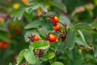 Çalı dallarında olgunlaşmış gül kalçaları, Rosa kanina bitkisinin kırmızı sağlıklı meyveleri, sonbahar hasadının sonları.