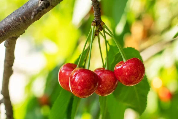 Ripe sweet cherry hanging from a sweet cherry tree branch.