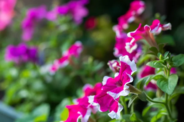 Blomsterrabatt Med Mångfärgade Petunior Bild Full Färgglada Petunia Petunia Hybrida — Stockfoto