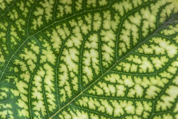 Detail Van Verlichte Textuur Het Patroon Van Een Vijgenblad Plant — Stockfoto