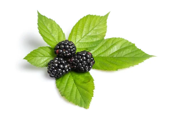 Three Blackberry Leaf Isolated White Background Closeup — Stock Photo, Image