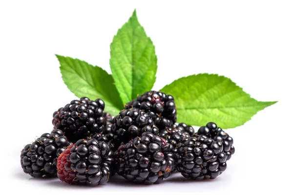 Blackberries Leaves Isolated White Background — Stock Photo, Image