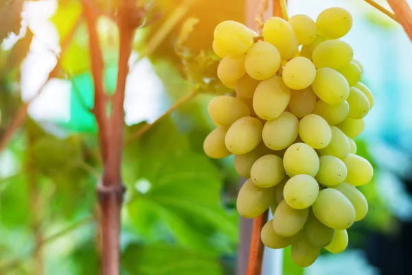 Ripe green grape in vineyard. Grapes green taste sweet growing natural. Green grape on the vine in garden.