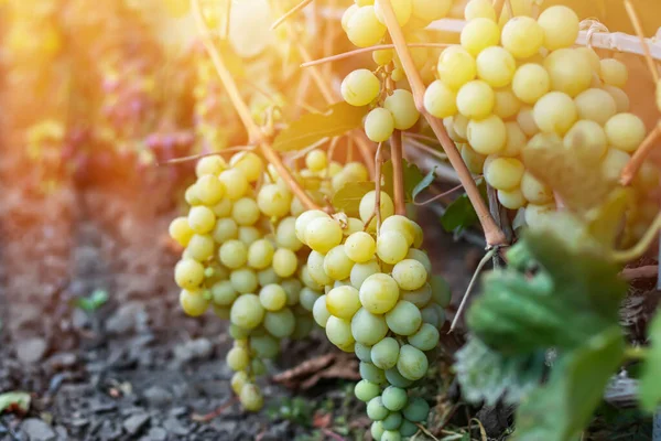 Ripe green grape in vineyard. Grapes green taste sweet growing natural. Green grape on the vine in garden.