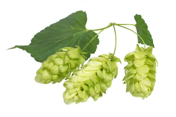 Fresh hop cones with leaves close up on white background.