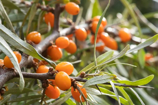 Branch of orange sea buckthorn berries in the garden.