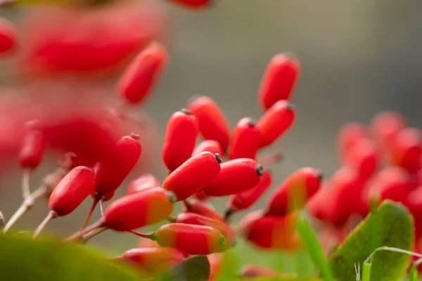 Berberis Berberis Vulgaris Filial Med Naturliga Färska Mogna Röda Bär — Stockfoto