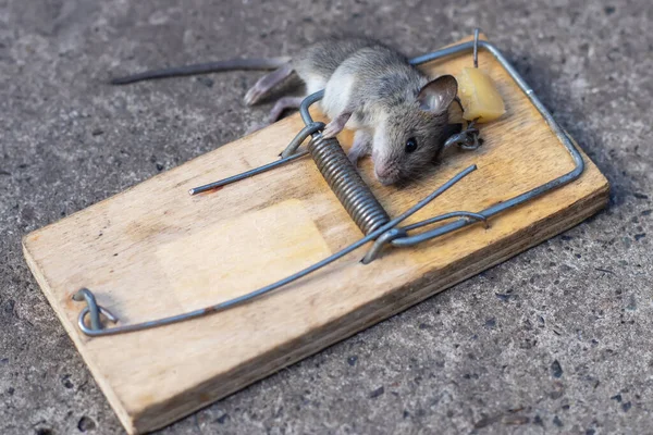 Dead Mouse Mousetrap Mouse Hunting Mouse Small Rodent Pest — Stock Photo, Image