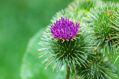 Greater burdock or edible burdock flowers, Arctium lappa ,