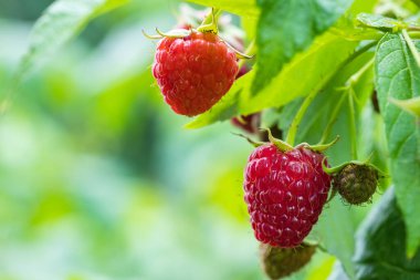 Fresh berries raspberries in a garden close up.