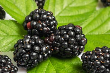Üç blackberry üzerinde beyaz arka plan closeup izole yaprak ile.