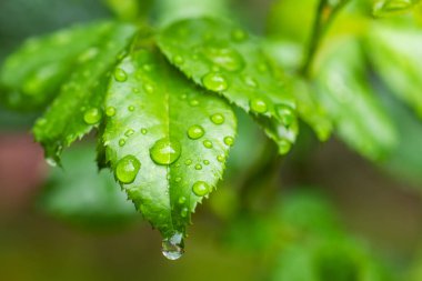 Limon ağacı yaprakları. Limon yaprağına su damlası. Akan yağmur damlaları.