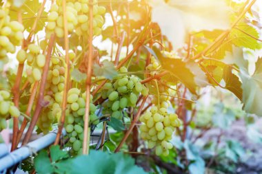 Sonbahar hasadında gün batımında üzüm bağları. Sonbaharda olgun üzümler
