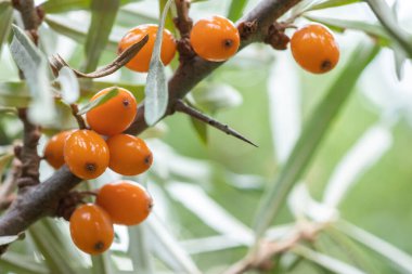 Bahçede portakallı deniz dikenli böğürtlen dalı.
