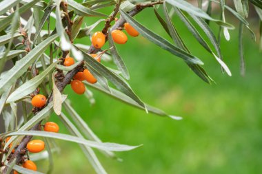 Güneşli bir günde bahçede olgun taze deniz dikenleri var. Yakın çekim, seçici odaklanma