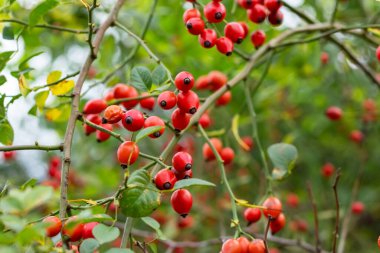Bahçede olgunlaşmış gül kalça dalları
