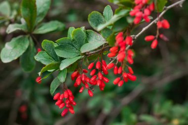 Çalı dalında kırmızı böğürtlen. Sonbahar bahçesinde böğürtlen çalısı