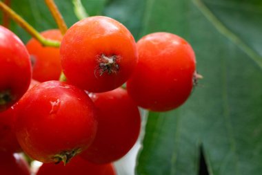 Olgun meyveli Rowan dalları. Kükremiş ağaç dallarında kırmızı yaban mersini, olgun kızılcık üzümleri yakın çekim ve yeşil yapraklar..