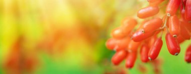 Çalı dalında kırmızı böğürtlen pankartı. Sonbahar bahçesinde böğürtlen çalısı